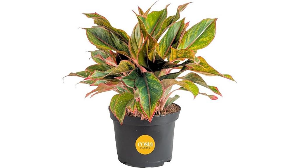 chinese evergreen live plant