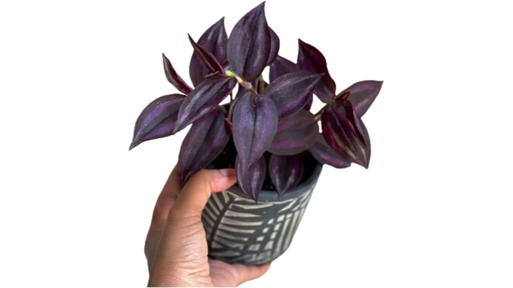 easy care purple plant