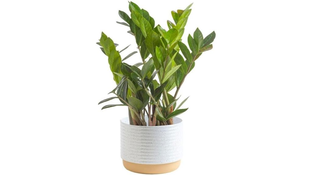 indoor zz plant with planter