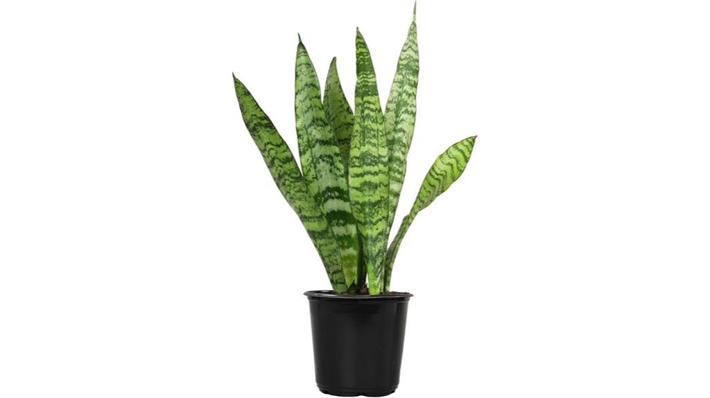 live indoor snake plant