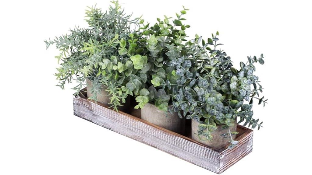 mini eucalyptus plants set