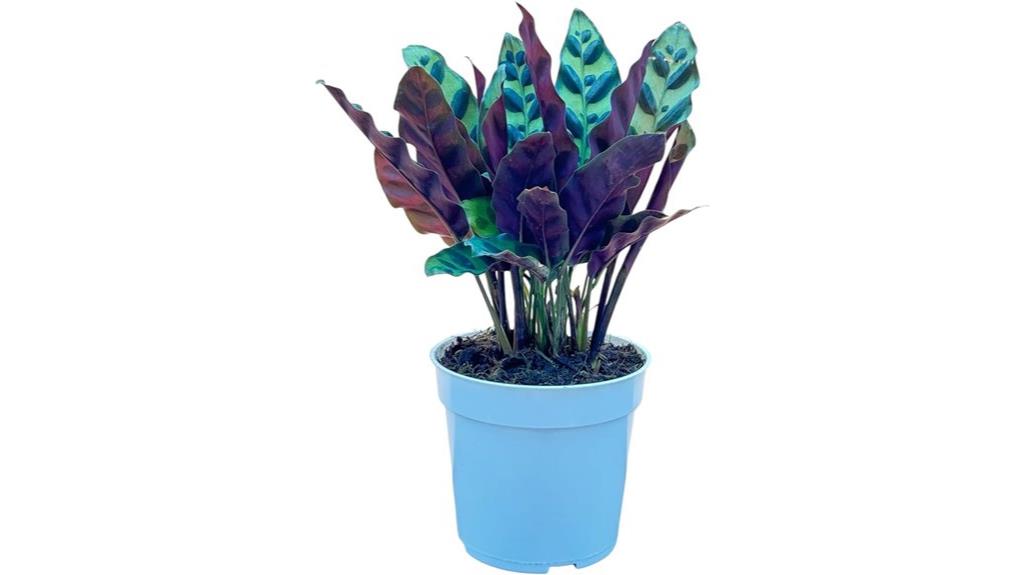 rattlesnake calathea air purifier