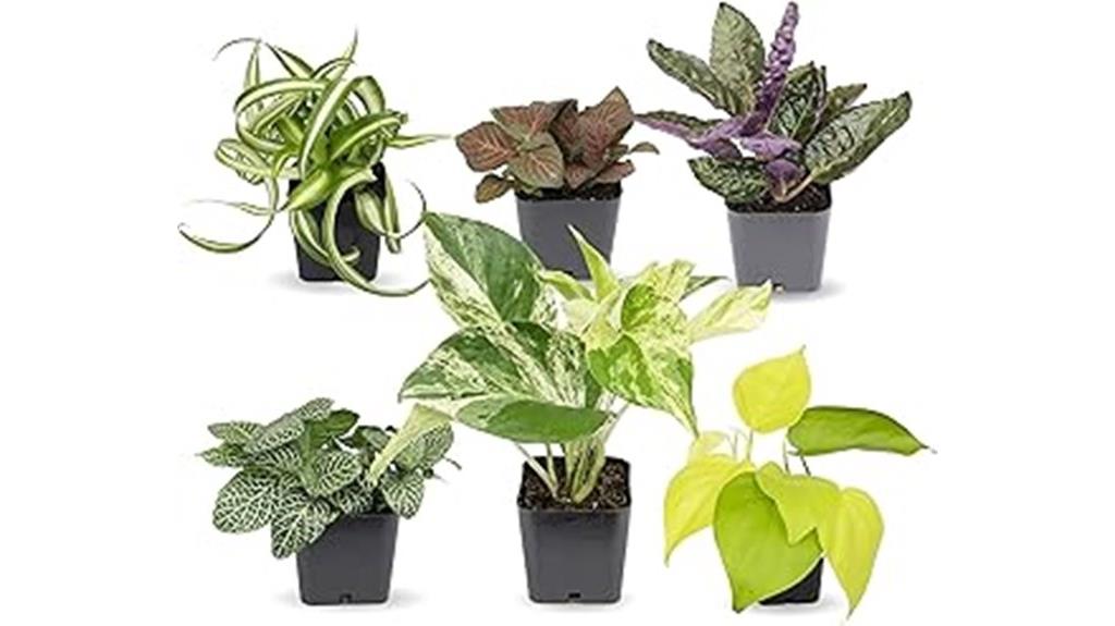 six low maintenance houseplants