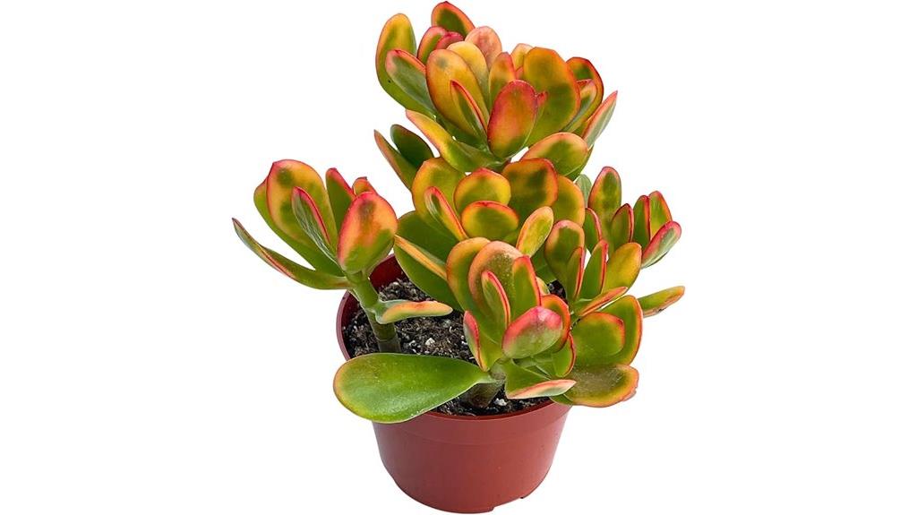 succulent jade plant variety